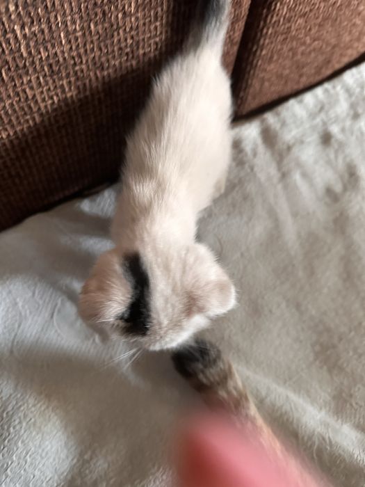 Котята 1.5 месяца девочка