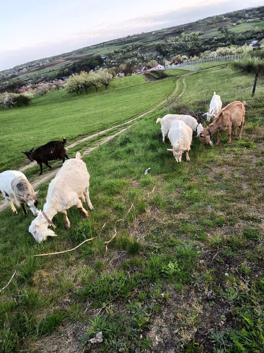 Vindem lapte proaspăt de capră