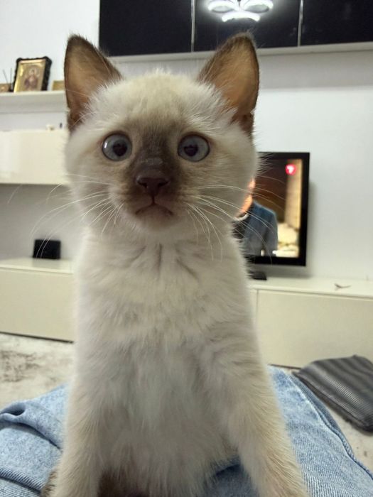 Сиамские котята.