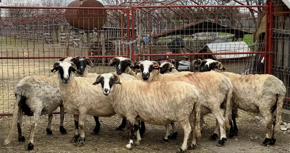 Oi breze de vânzare