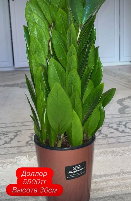 Цветы Доллар.   .