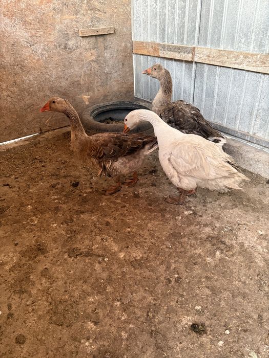 2 gaste si un gansac