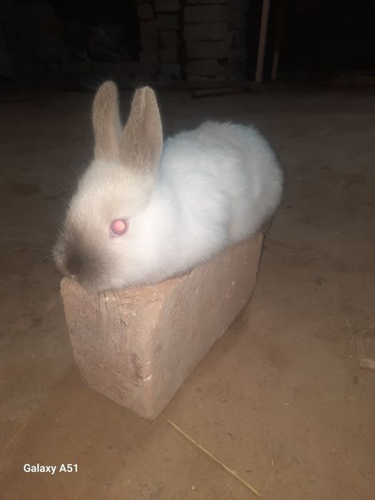 Quyonlar 50 kunlik boldi toza qon