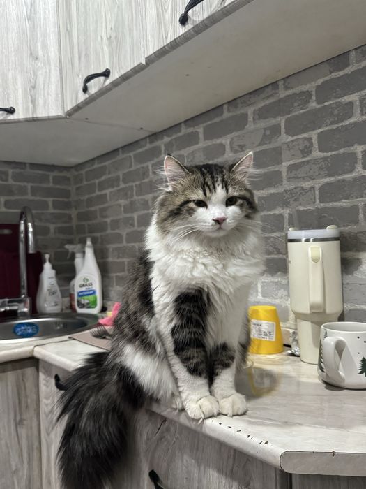 Отдам котёнка в добрые руки