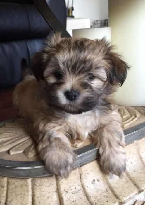 Bichon havanez 400 lei