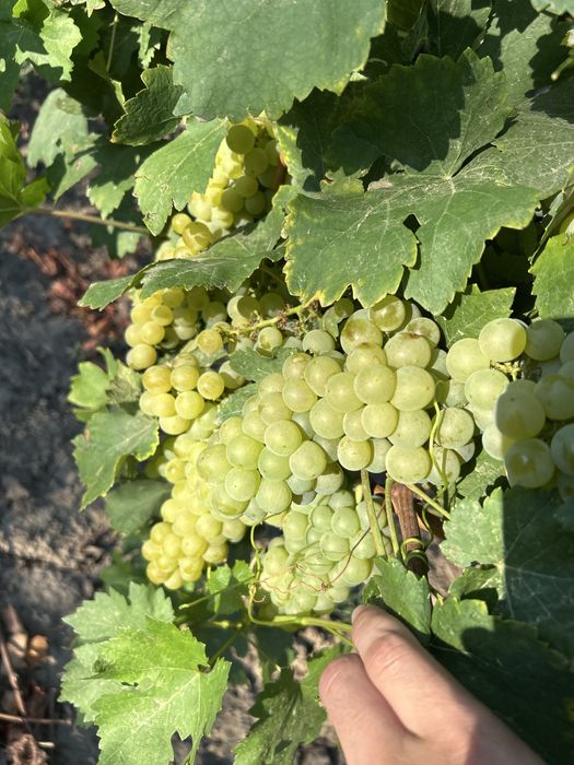 Struguri de vanzare, otonel, ceasla , de vin si de masa