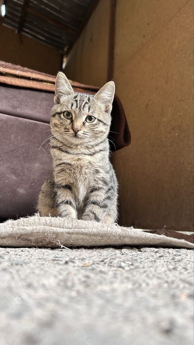 отдам в хорошие руки двух котят девочек