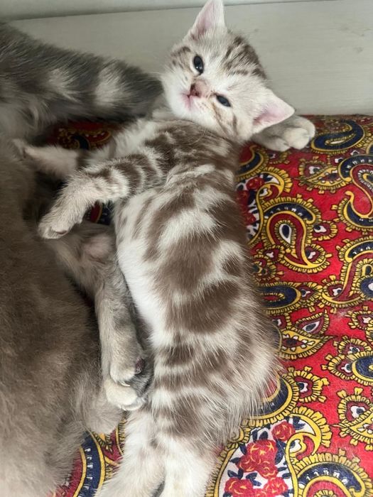 Продам Британских котят