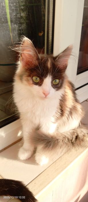 Отдам котят бесплатно.