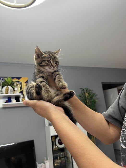 Котёнок в самые добрые руки!