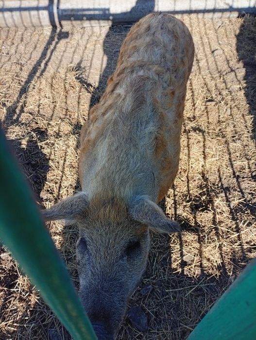 Продам свинью на племя венгерская мангалица.