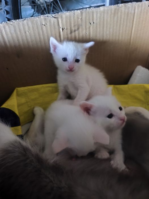 Donez pui de pisica albi