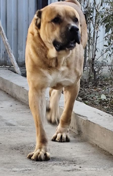 Продам взрослого Алабая!