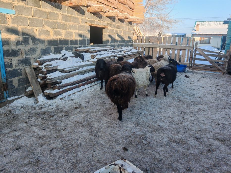 Қой,тоқты, сатамын семіз