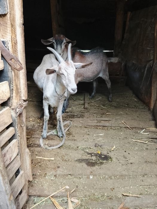 Iezi rasa aplina