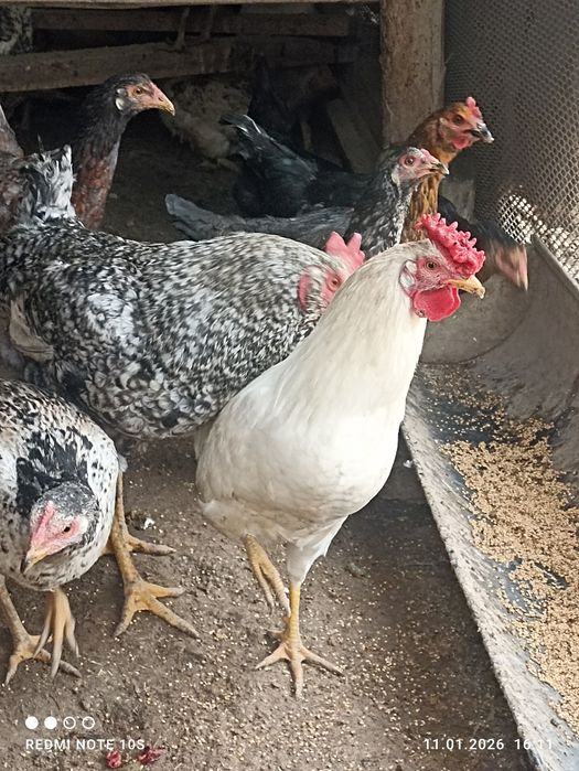 Хурозлар сотилади