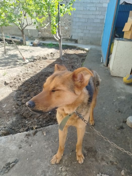 Продам овчарку бельгиский