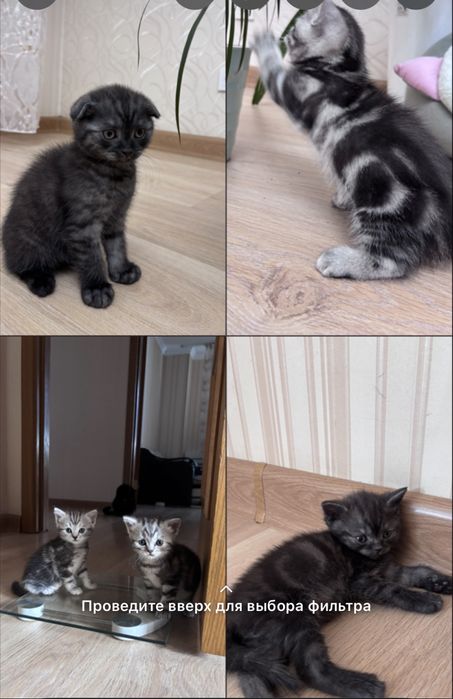 Продам породистых котят