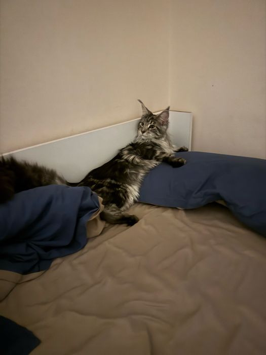 Отам кошку в хорошие руки