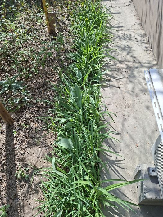 Луковицы тюльпана