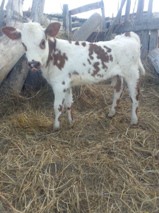 Продам Корову на развод