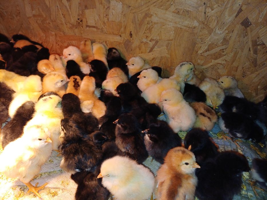 Pui de casă de 3 zile