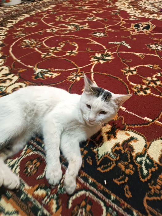 Mushuk Mushuklar Mushukcha котенок