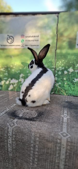 Кролики  породистые