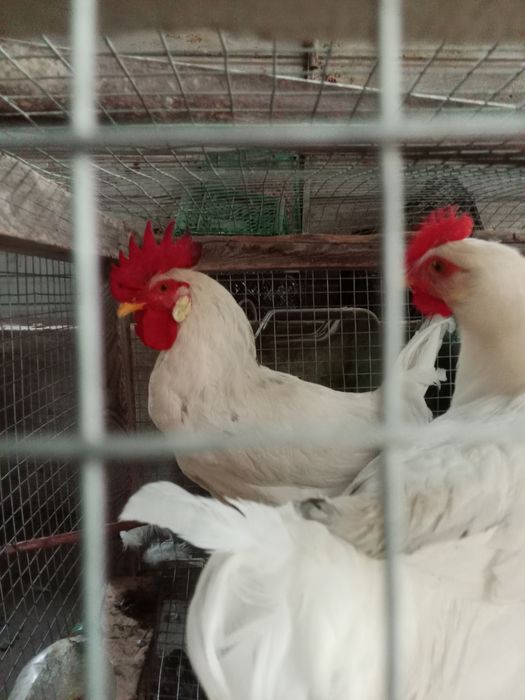 Продам молодых породистых петушков
