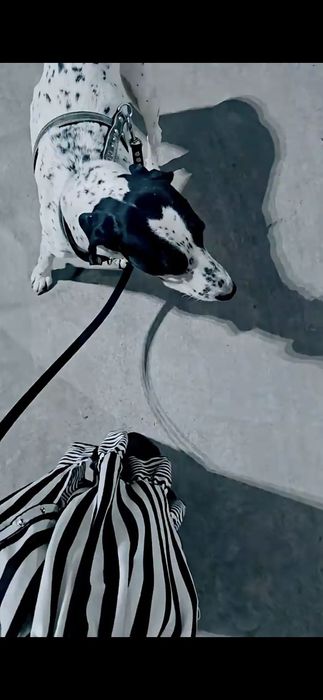 Dalmatin sotiladi Далматин продаётся