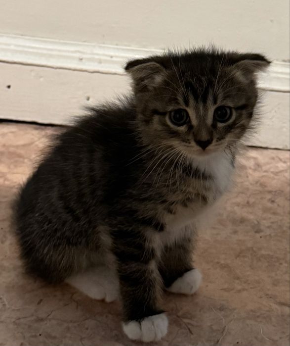 Ищем любящих хозяев для замечательных котят!