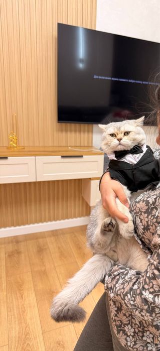 Вязка ! Кот серебрестая Шиншилла. Вязкага киз мушук таклиф киламиз