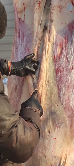 жирные лошади с поля и с откорма