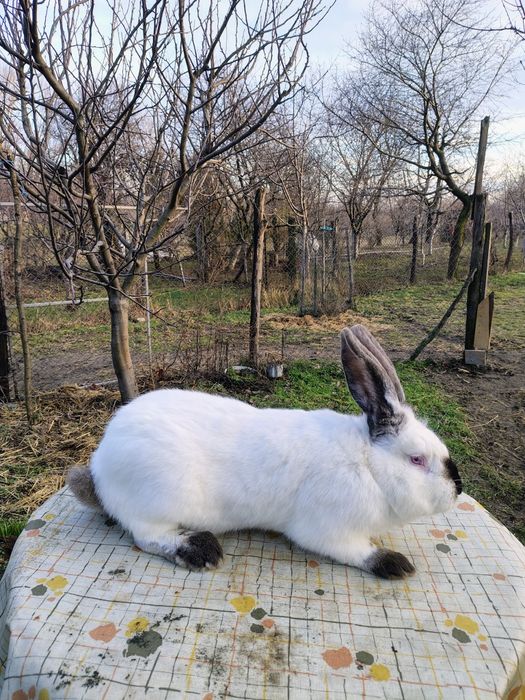 Mascul Uriaș German,femel și masculi Ut și hycole francez