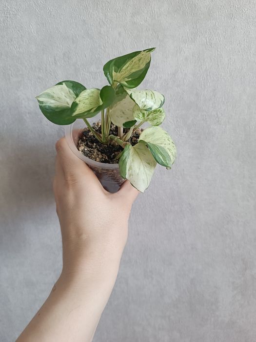 Эпипремнум Хэппи лиф