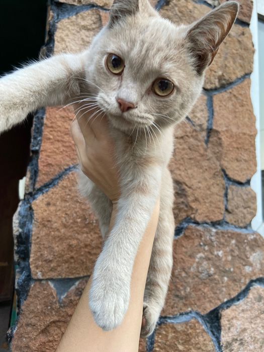 Отдам котят им 5 месяцев