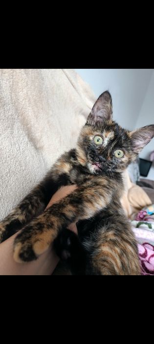 Отдам котенка в любящие  руки