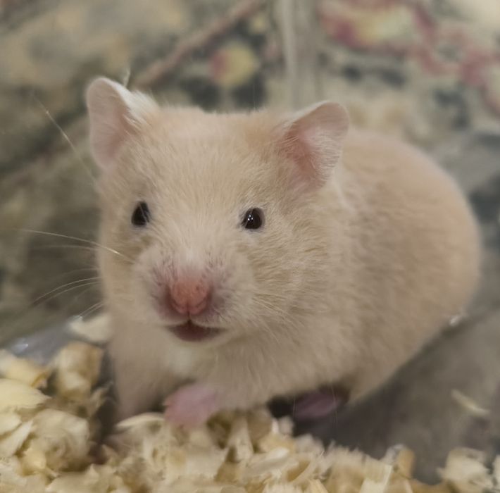 Хомячки сирийские