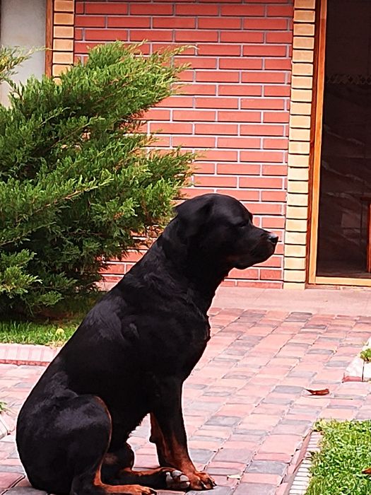 Вязка ротвейлер чистокровный