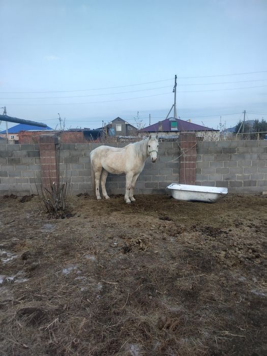 Продам коня 7 лет, обученный