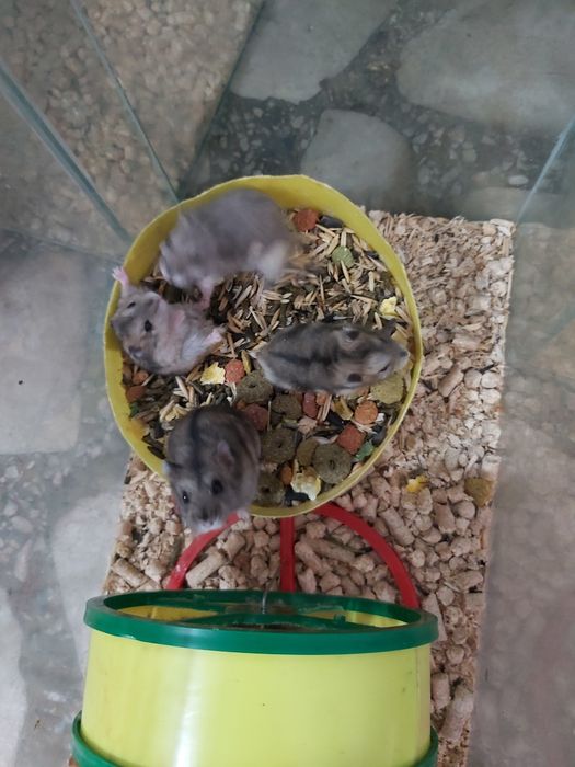 Хомячки Джунгарские