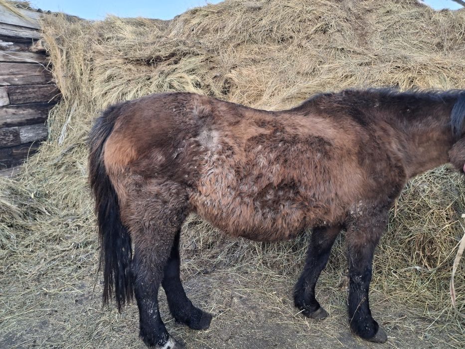 Семіртілген бие сатылады
