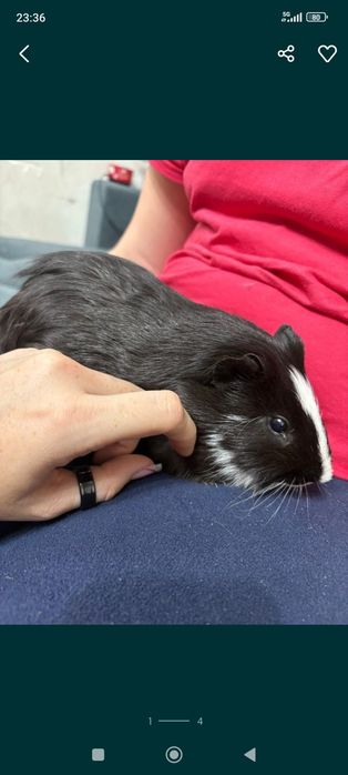 Морская свинка мальчик