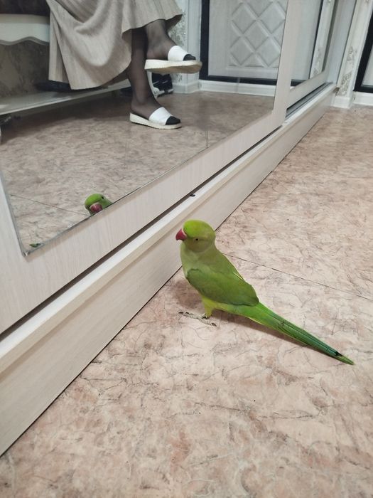 Продам ожерелового попика.