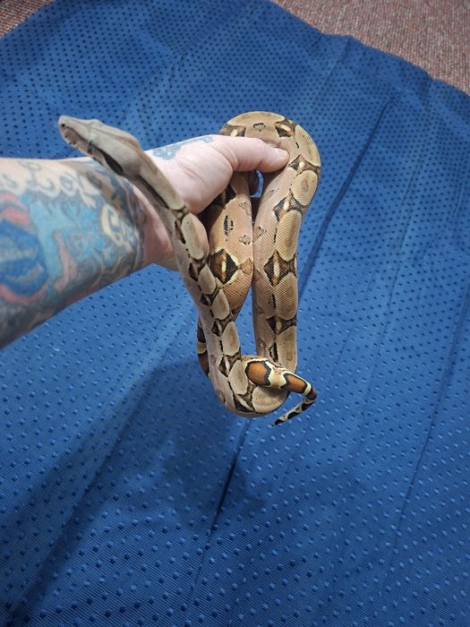Boa Constrictor Hypo DH 100% vpi Leopard sarpe serpi