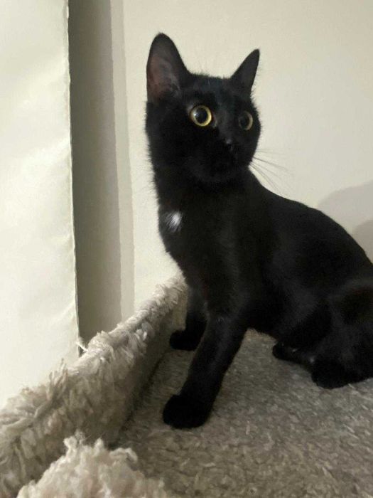 Ласковая кошка в добрые руки