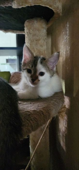 Раздаю котят в хорошие руки