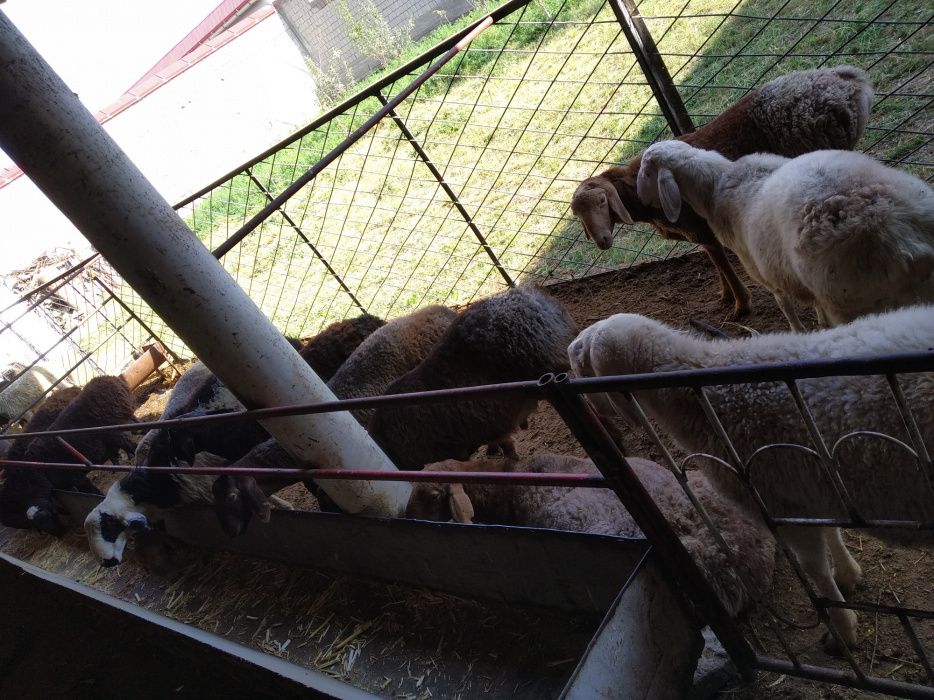 Турли базм ва маросимлар учун кучкорлар