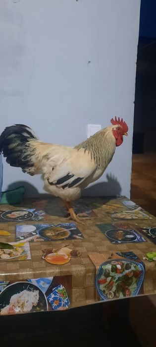 Адлер хуроз сотилади