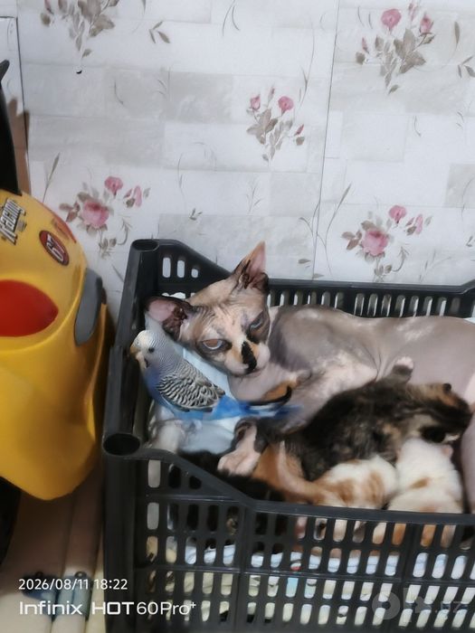 Котята от мамы Сфинкса
